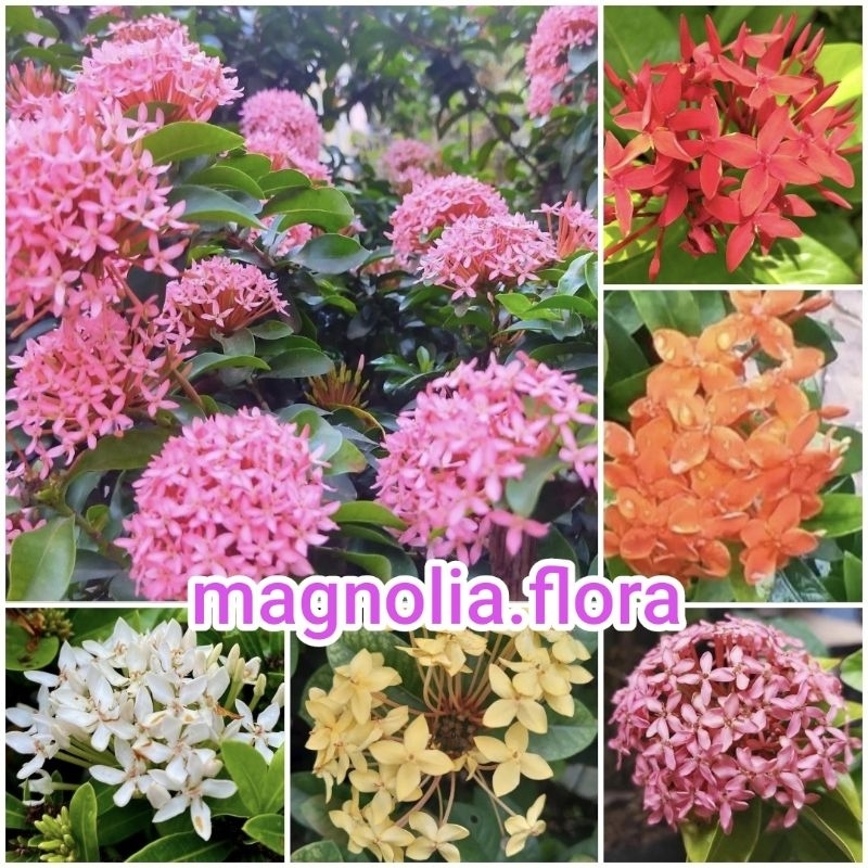 Ixora jepang / asoka soka jepang mini bibit tanaman hias bunga