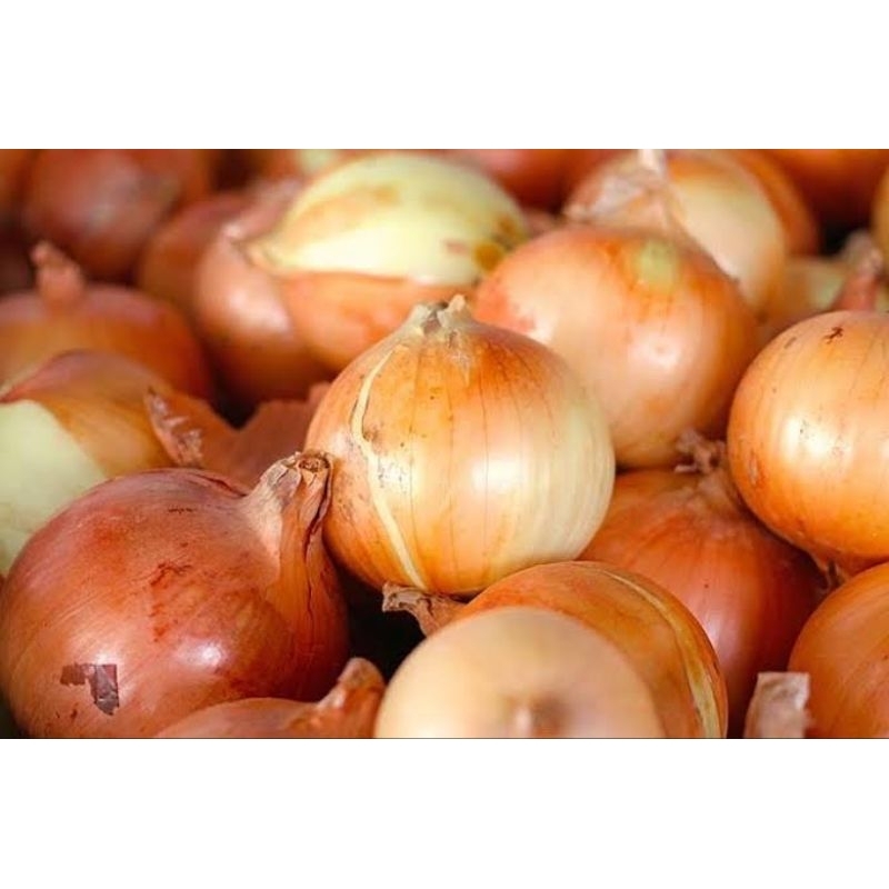 

Bawang bombai + FREE BONUS SAYURAN