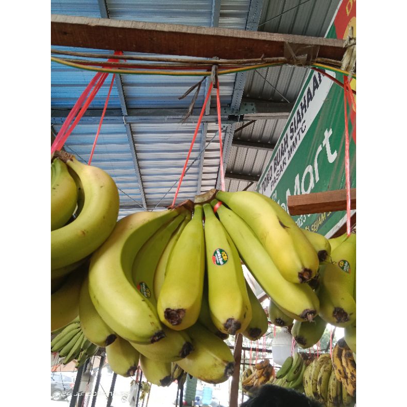 

Pisang Cavendish