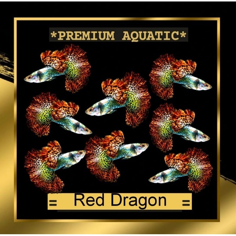 Guppy Red Dragon sepasang hiasan akuarium