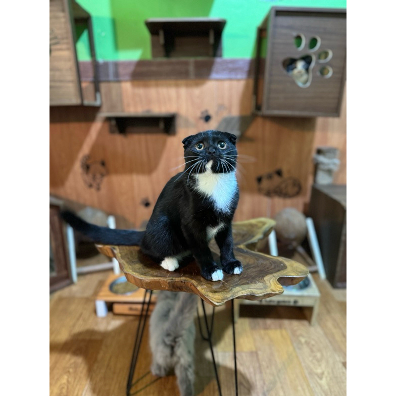 bolla bulu scottish fold jantan