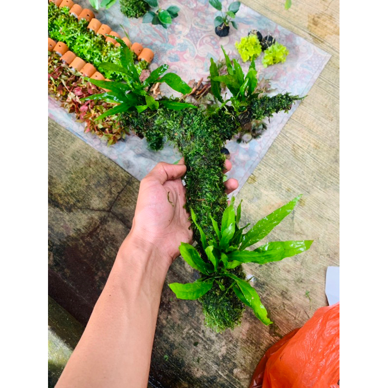 kayu harscape full moss + kadaka aquascape sudah tenggelam