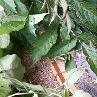 

promo 250gram daun herbal girang girang