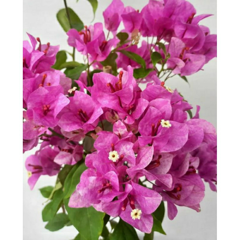 Tanaman hias Bougenville Vietnam splash bibit pohon Bougenville Vietnam splash