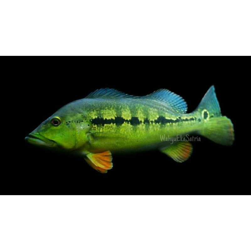 PBASS INTERMEDIA 10-12CM