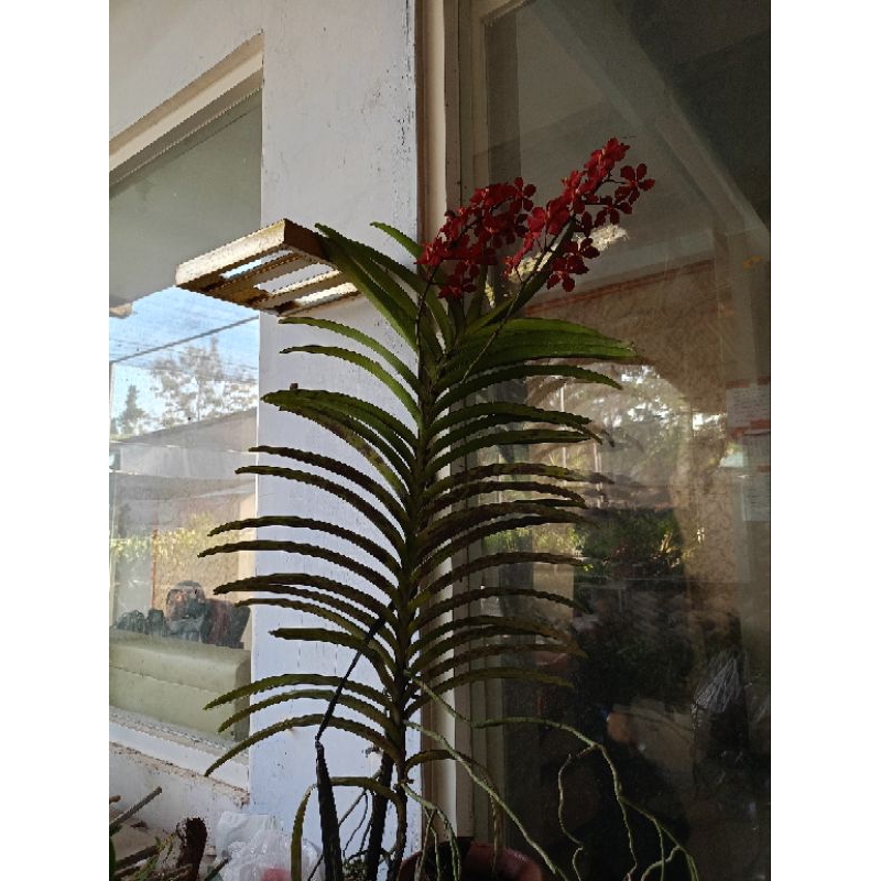 Vanda mokara mekar knop