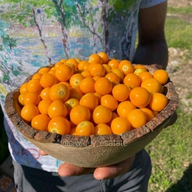 

Buah ciplukan segar kupas tanpa cangkang 1kg