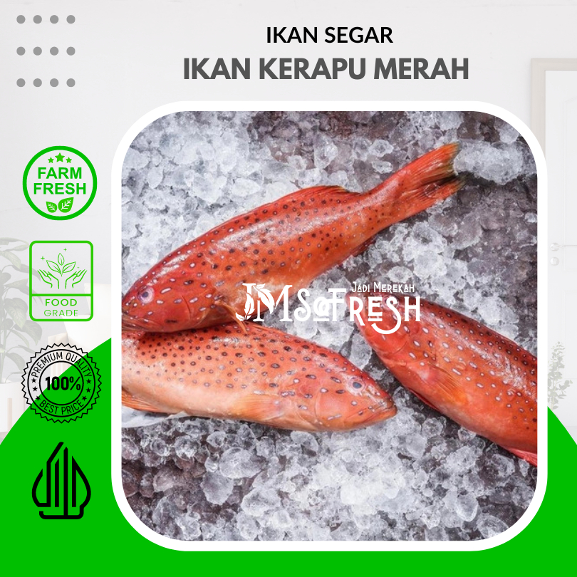 

[JM_SoFresh] Ikan Kerapu Merah Segar dan Fresh