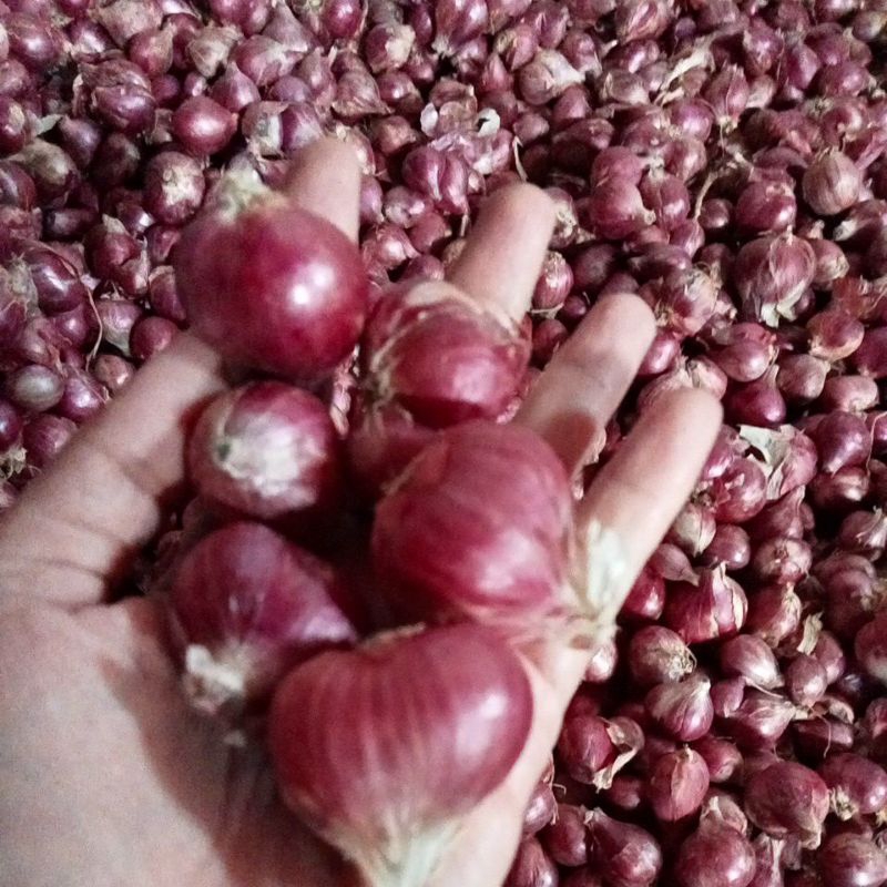 

bawang merah asli Probolinggo 1kg