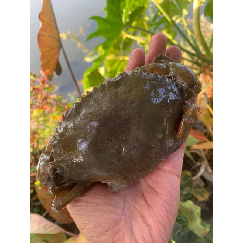 

Kepiting Soka Super / Kepiting Cangkang Lunak