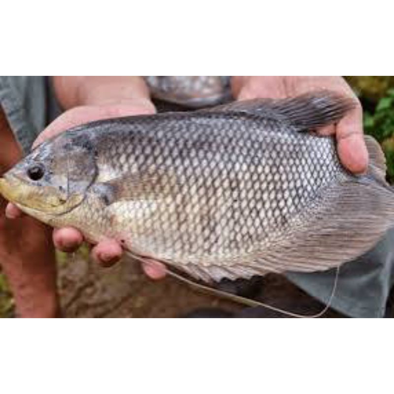 

ikan gurame segar 500_700gram