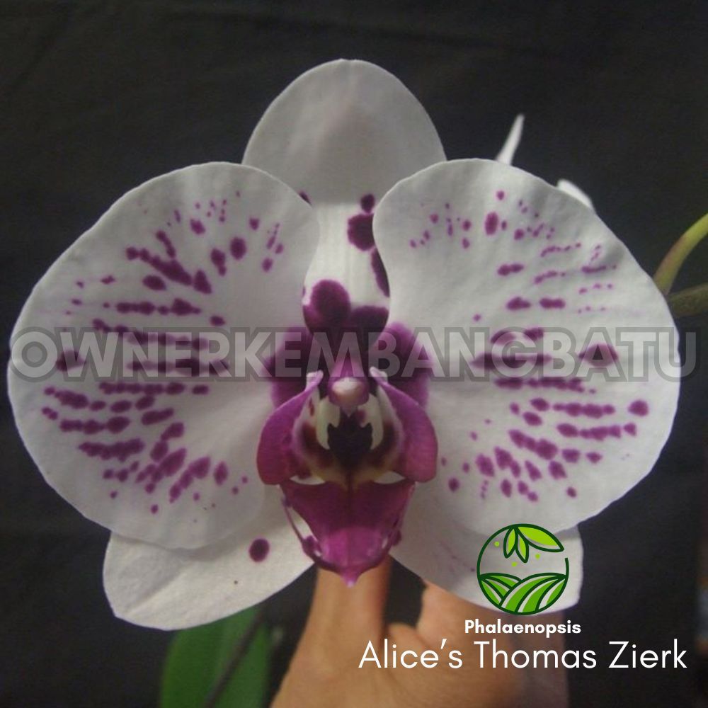 Anggrek Bulan ALICE'S THOMAS ZIERK DEWASA Warna Putih Totol Biru Bunga Jumbo
