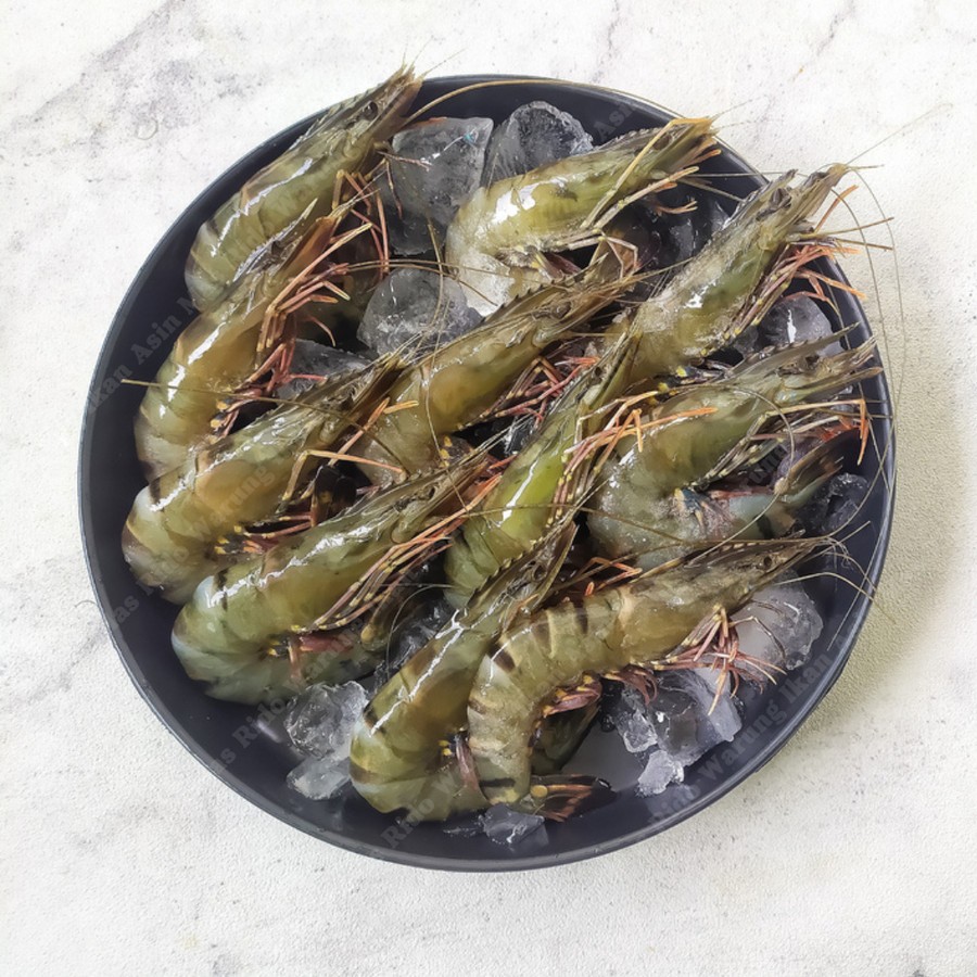 Udang Pancet Tiger Frozen Udang Windu Fresh Segar Premium Harga Termurah