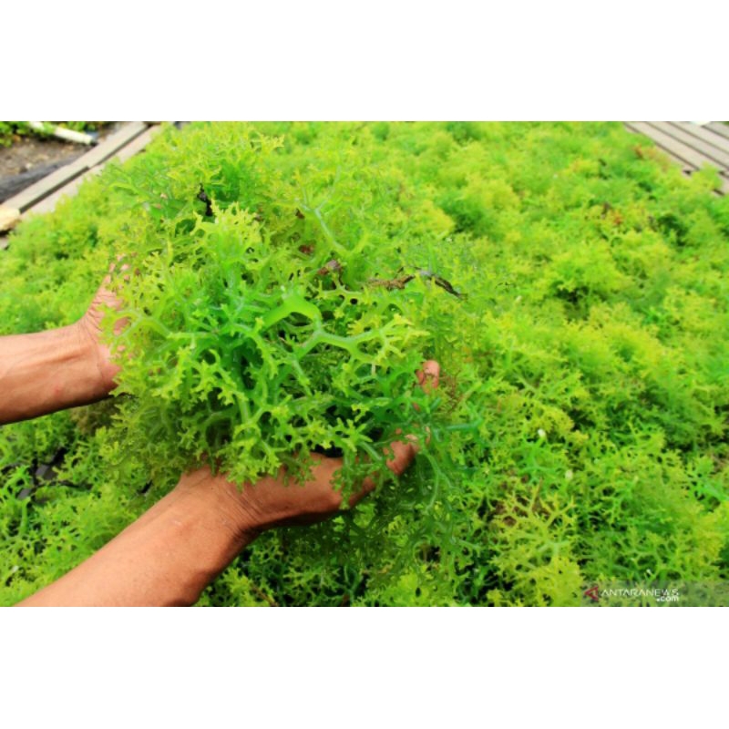 

rumput laut kering 100% 500gr