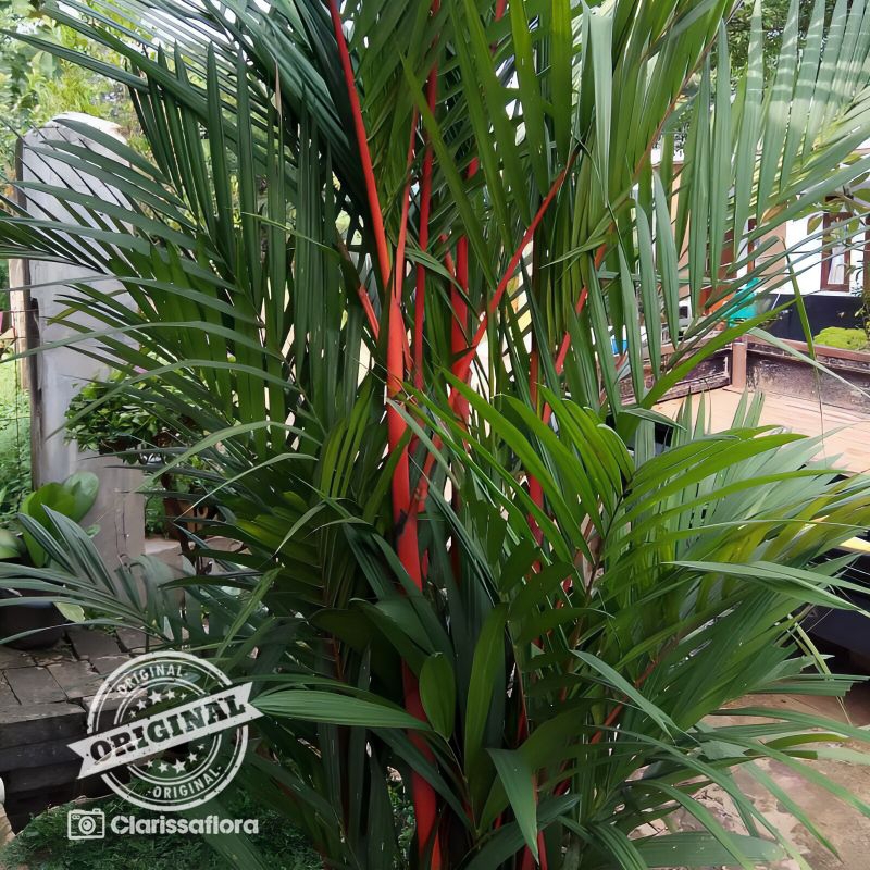 PROMO Tanaman hias palem merah - pohon palem merah - tanaman palem merah - pohon hias hidup