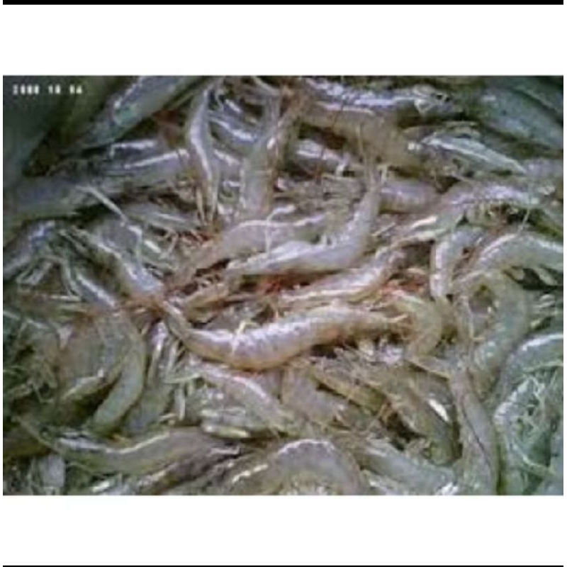 

Udang Vanami Sedang 1kg
