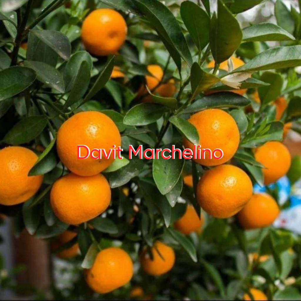 Bibit Jeruk Tongheng/Kimkit Sudah Berbuah