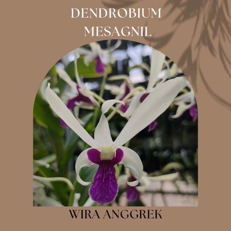 DENDROBIUM MESAGNIL