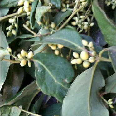 

promo 150gram daun herbal benalu fresss