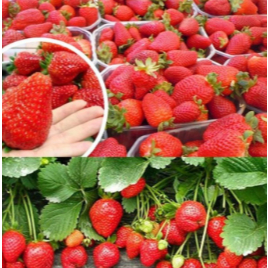 BENIH/BIBIT/BIJI STRAWBERRY JUMBO CALIFORNIA - seoul_shop12