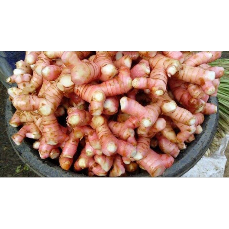 

Lengkuas Muda Merah Segar