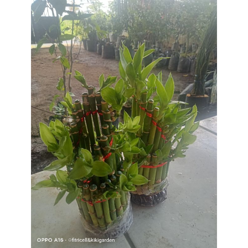 Bambu hokki ,bambu rejeki
