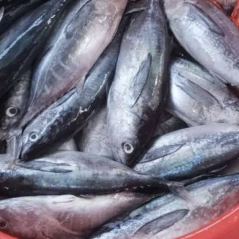 

ikan tongkol 1kg pagi siang