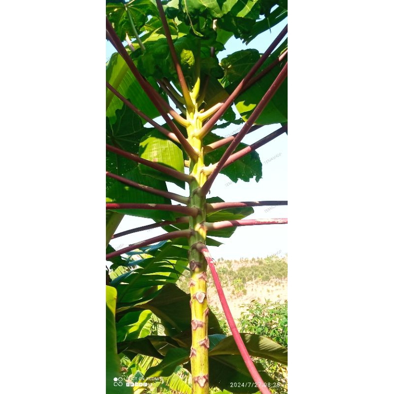 

pepaya wulung