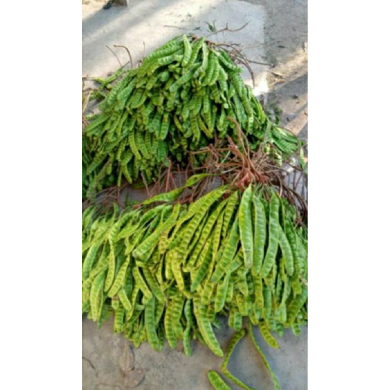 

promo Pete murah. petei tua segar 1 ikat (10 lonjor).