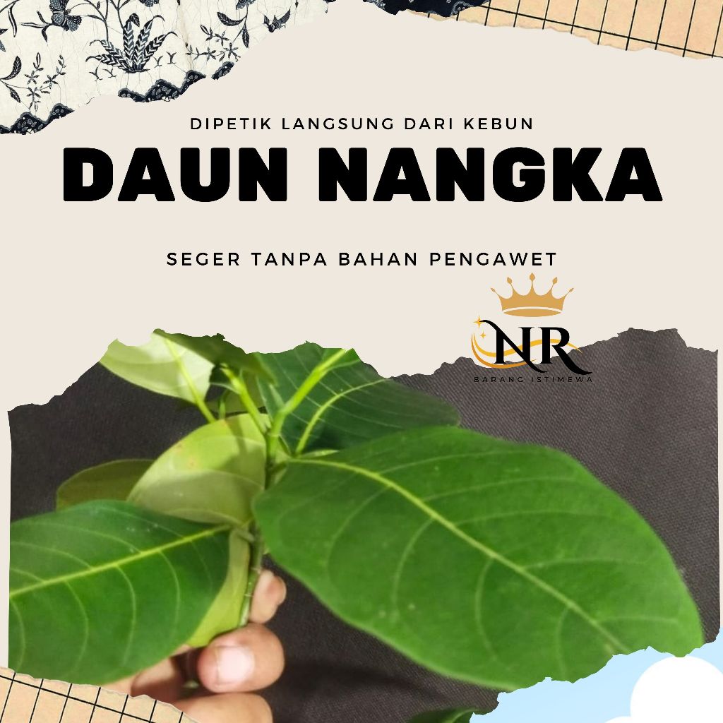 

DAUN NANGKA / JACKFRUIT LEAF HERBAL PER LEMBAR SEGAR PETIK SAAT ORDER