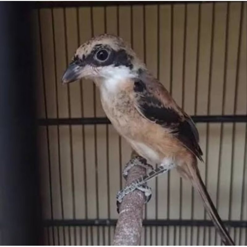 BURUNG PENTET JATIM  ANAKAN MANDIRI