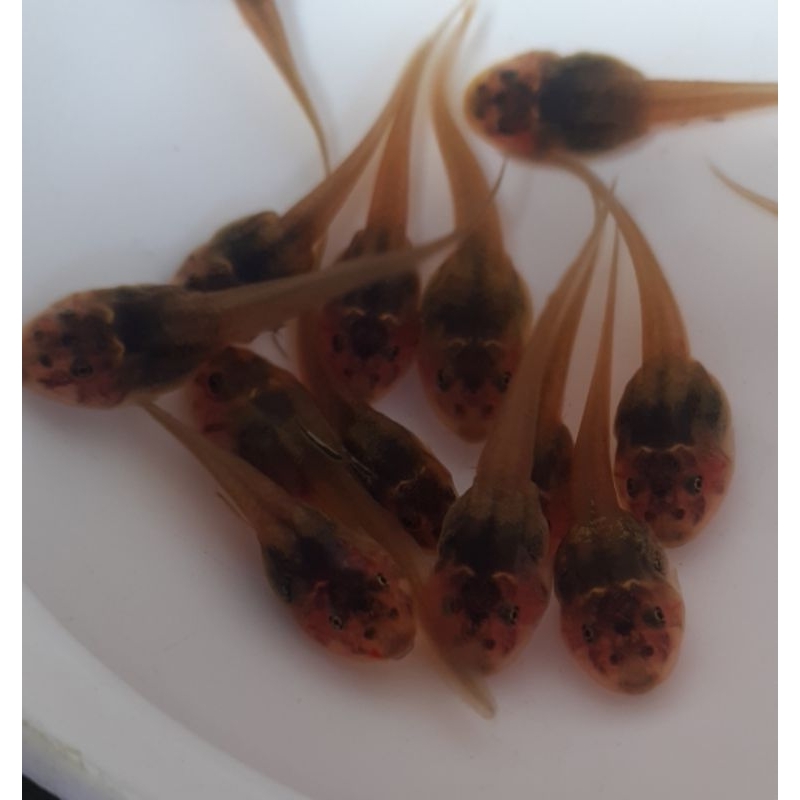 Kecebong Pakan Ikan Hias Aquascape Isi 50e