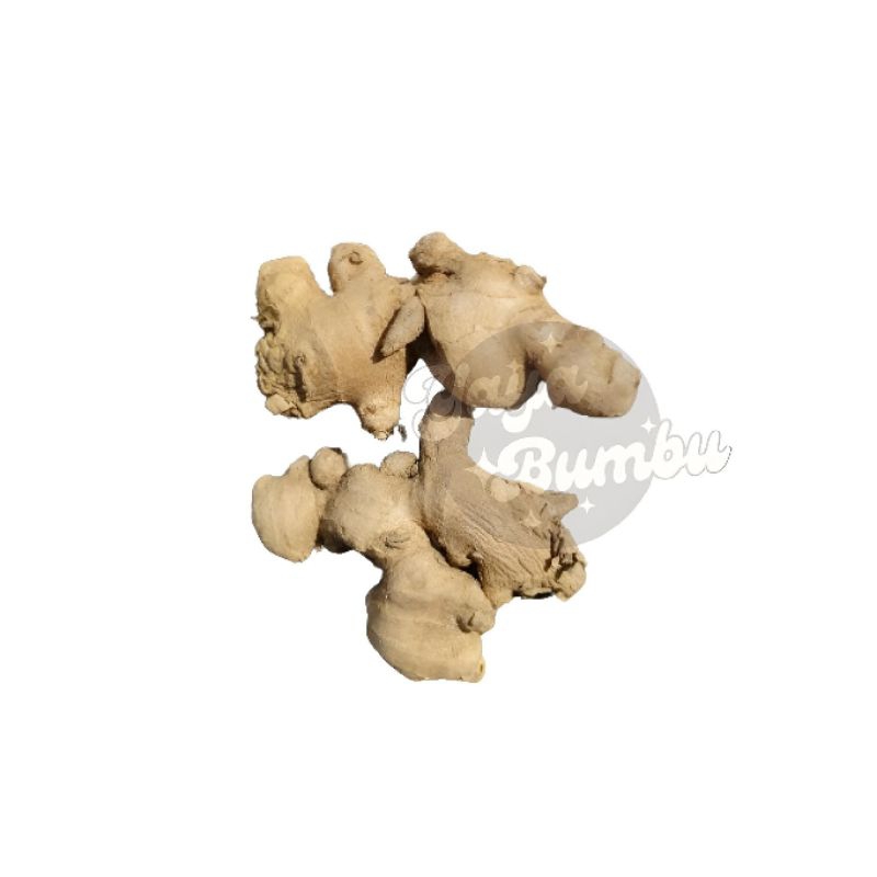 

[READY] JAHE FRESH 100GRAM