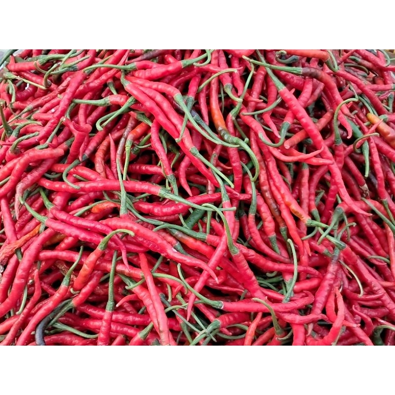 

Cabe merah keriting + FREE BONUS SAYURAN
