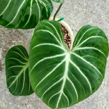 philodendron gloriosum white vein