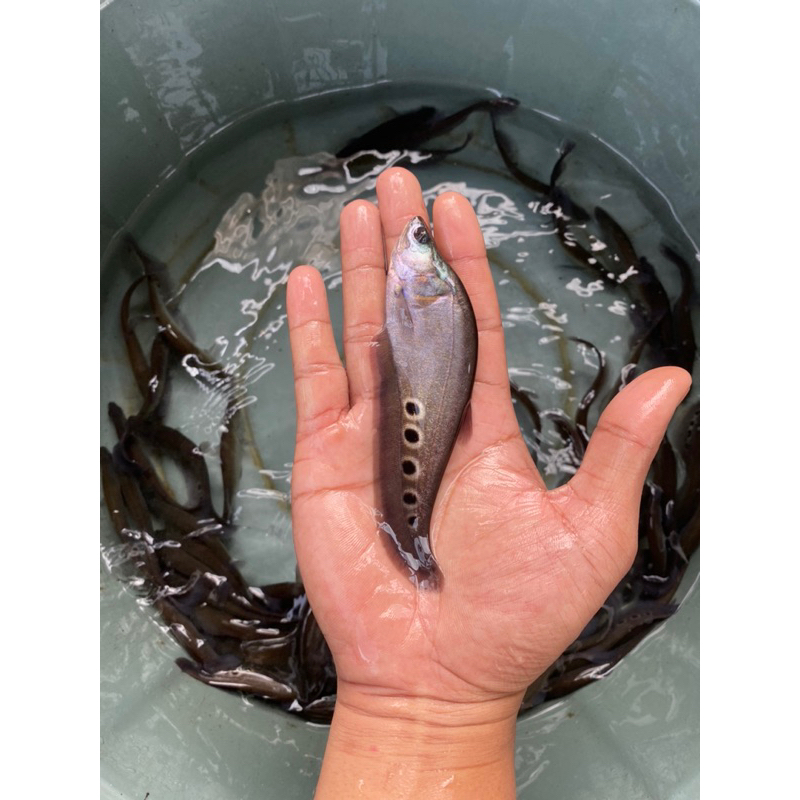 Hiasan Aquarium Belida Bangkok / Belida Totol