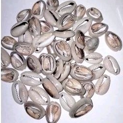Kulit kerang laut buli kopi coklat kupas ukuran besar (L)
