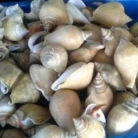

gonggong batam per kg