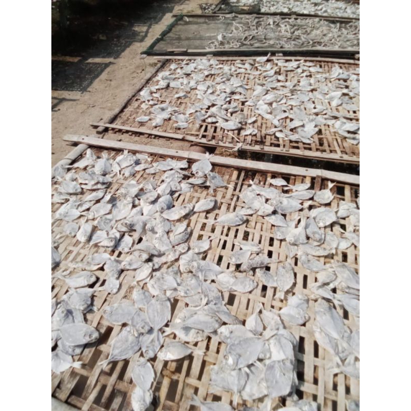 

Ikan Petek Tanggung ( Ikan petek segar yang diawetkan dengan garam kemudian dijemur dibawah sinar matahari) Tawar tidak asin.