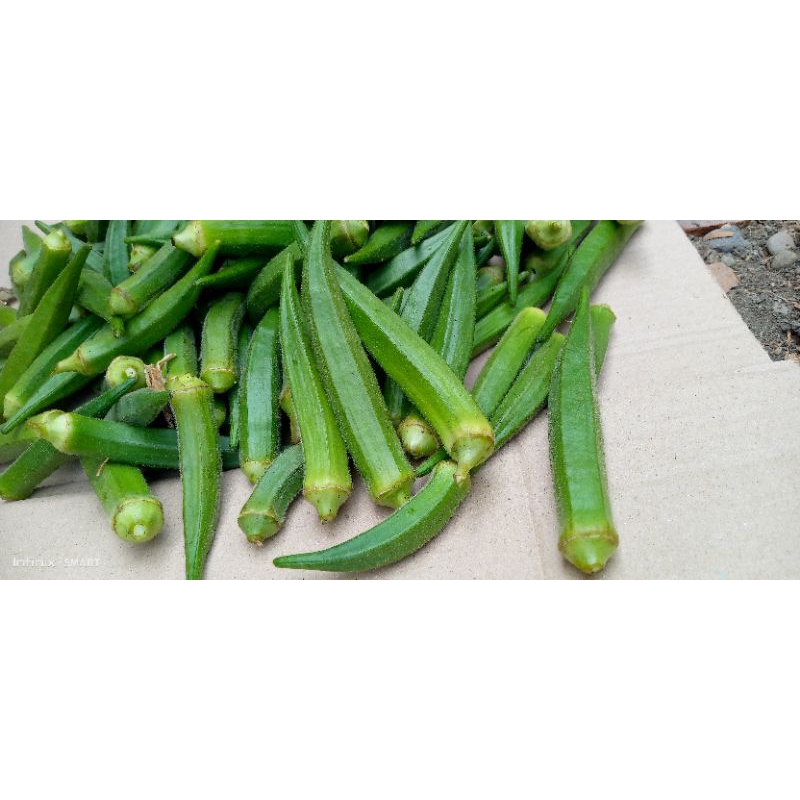 

okra sayur,okra fres,okra segar 400