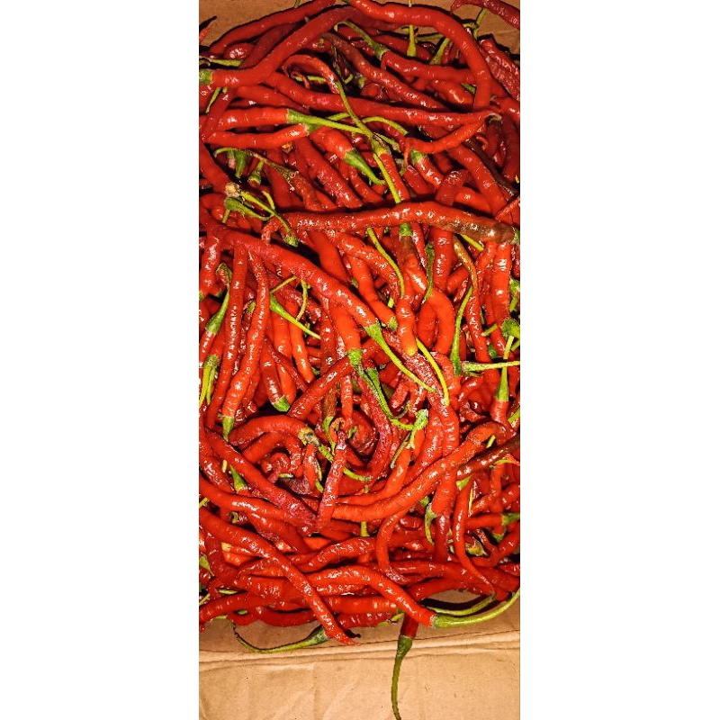 

cabe merah 250gr