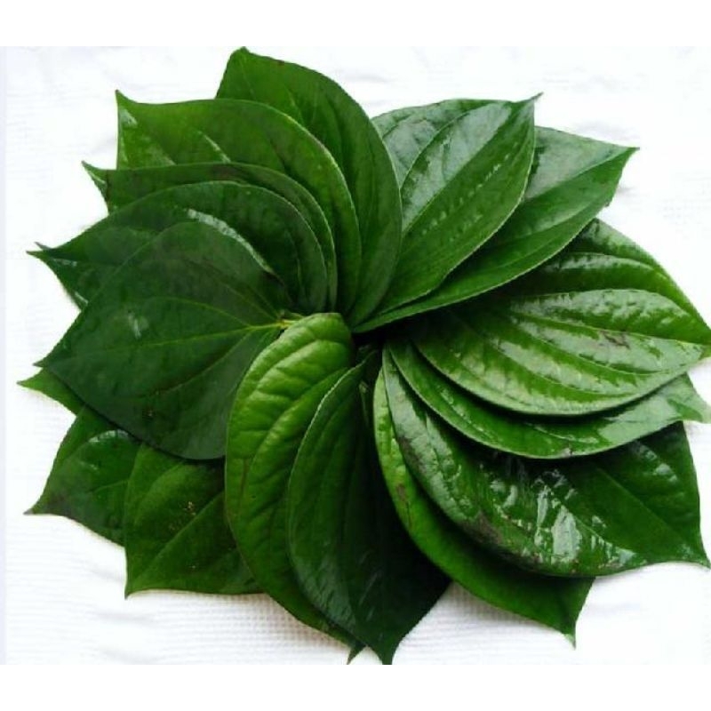 

NASYYA_GARDEN-Daun Sirih 10 Lembar / Daun Sirih Hijau Herbal / Daun Suruh Segar