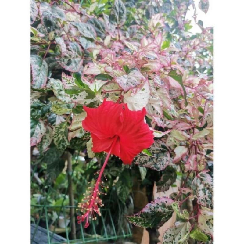 tanaman hias bunga sepatu merah daun warna warni