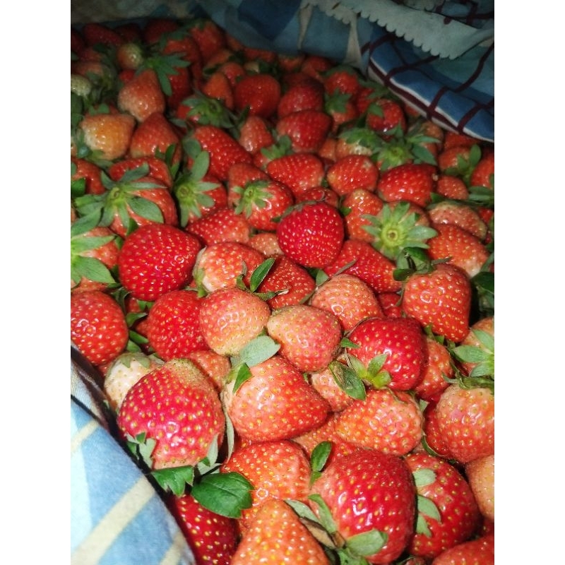 

strawberry fresh 5 kilogram ( Grade ABC ) paket grosir strawberry KAKARAMARKET