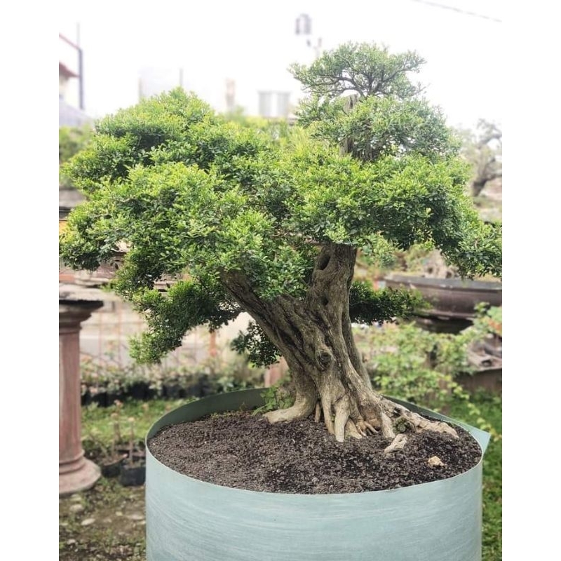 kemuning micro,bahan bonsai