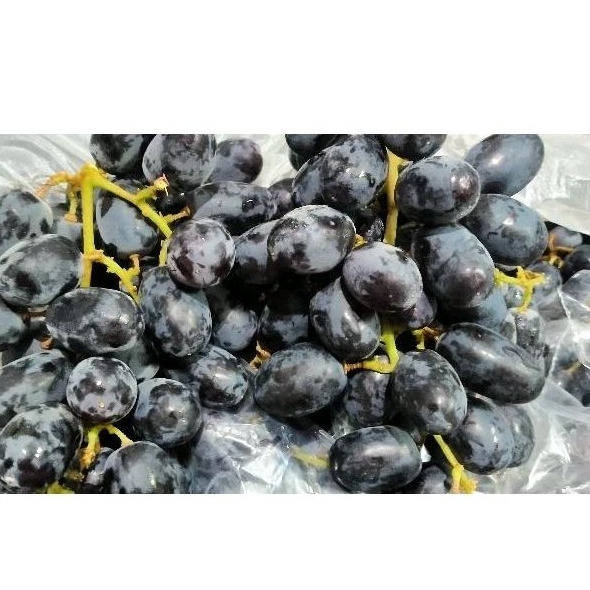 

Buah Anggur Auntumn Item tanpa biji
