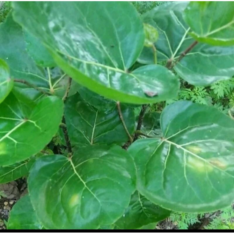 

DAUN MANGKOKAN SEGAR 500g