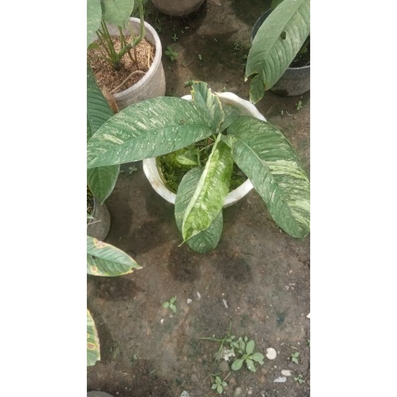 rhapidopora minivera varigata putih