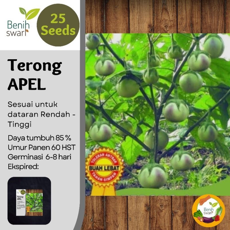 Benih Swari: (isi 25 butir) Benih Terong APEL / Jenis Terong Lalap