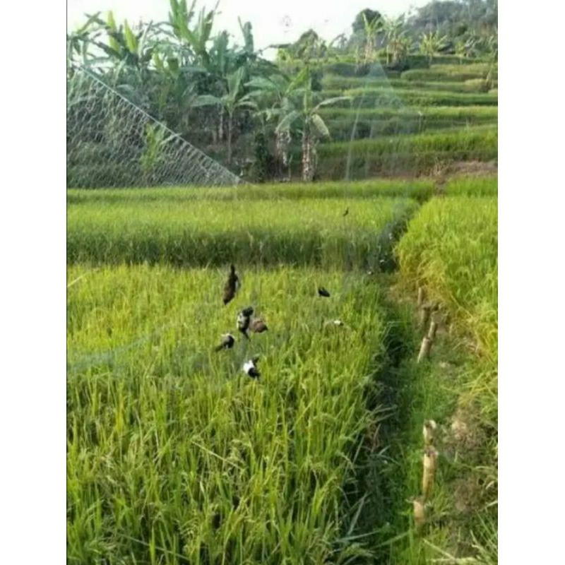 jaring burung emprit/jaring burung pipit/jaring burung/jaring panjang 30meter murah berkualitas